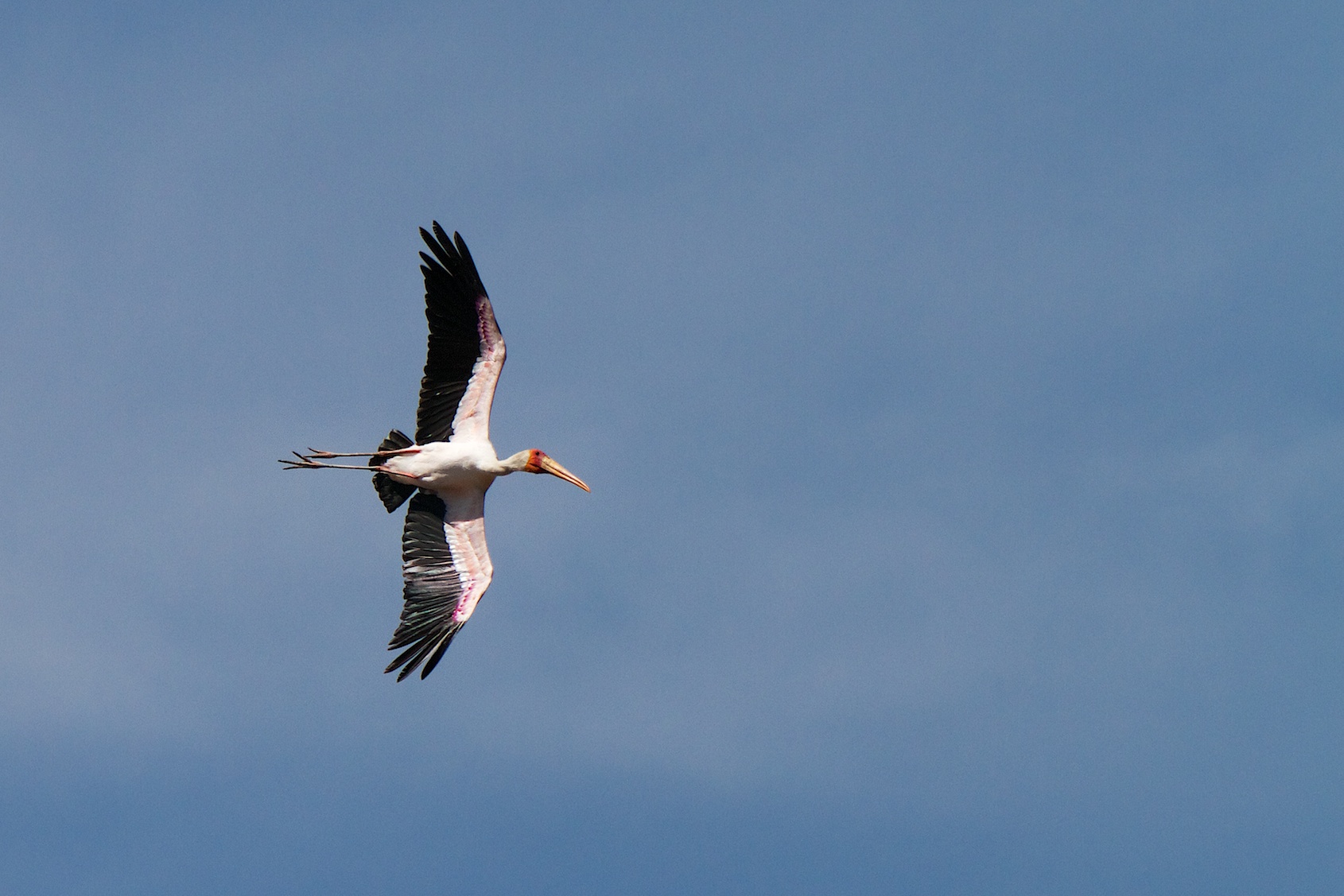 Yellow-billed Stork