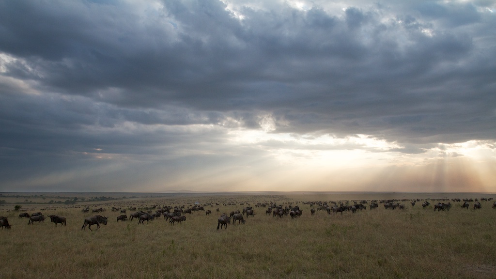 Migration Sunset