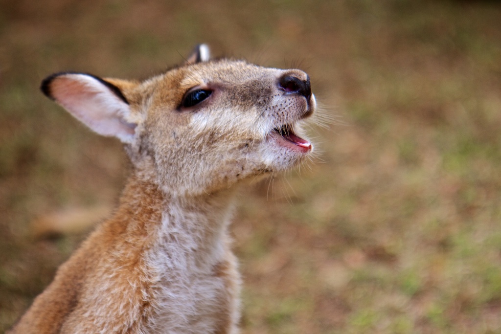 Willoughby Wallaby Woo