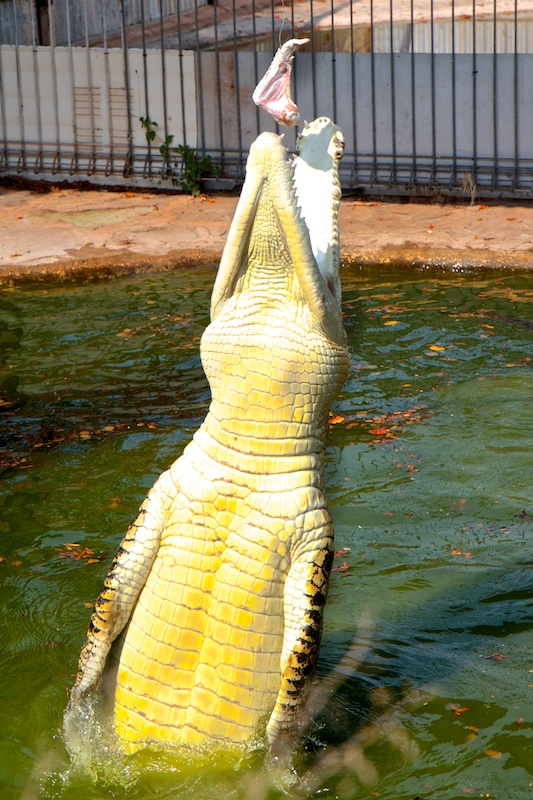 Lunch Time For A Croc...