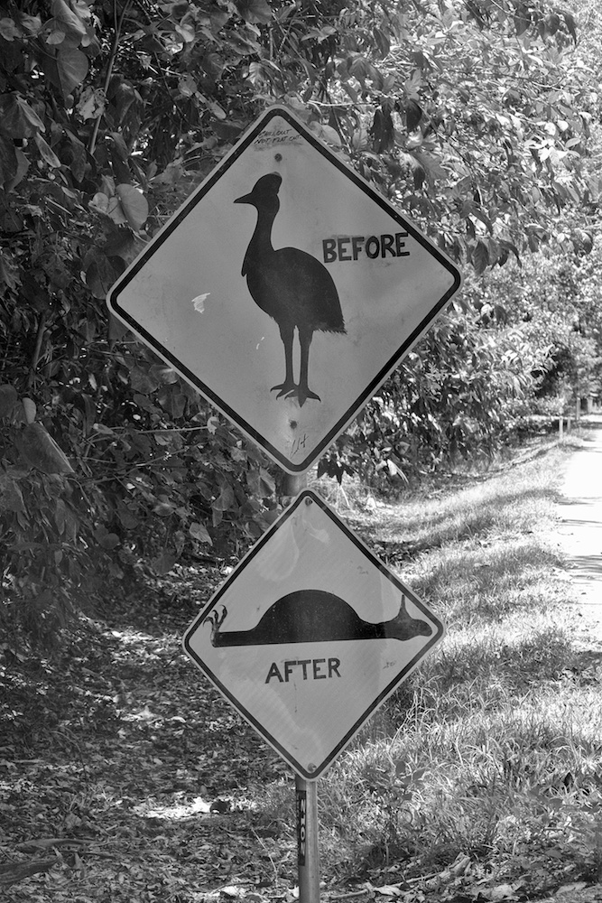 Cassowary Crossing