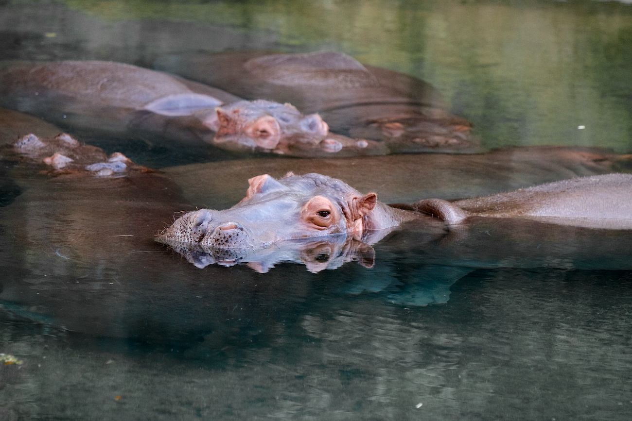 I was hoping the hippo's would dance like the Hyacinth Hippo in Fantasia but alas they pretty much do what they do in the wild and just sleep, with the occasional stare in the direction of the tourists. — at Disney's Animal Kingdom.