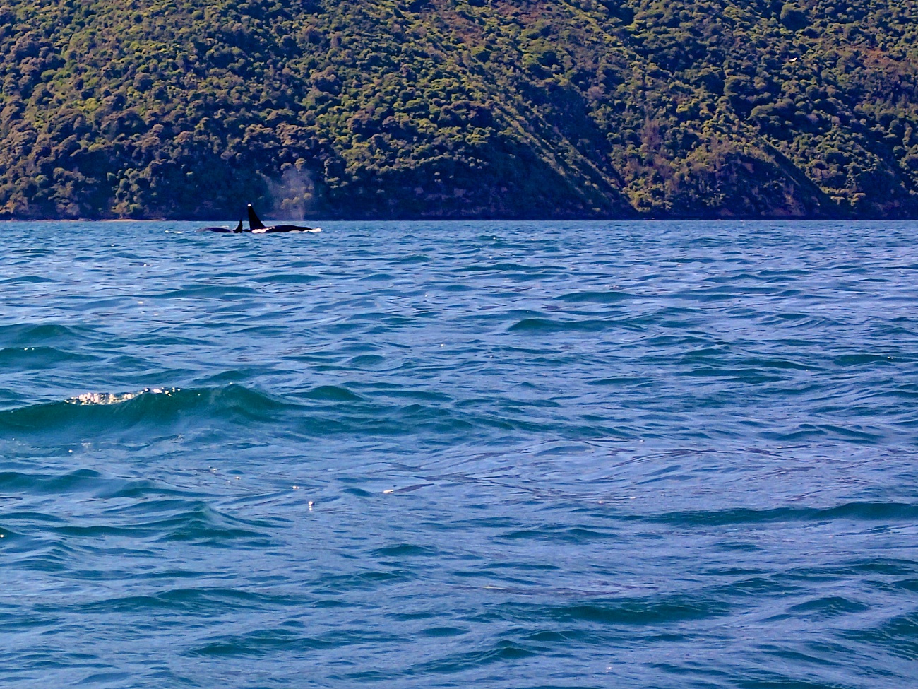Kayaking with Orcas in Queen Charlotte Sound