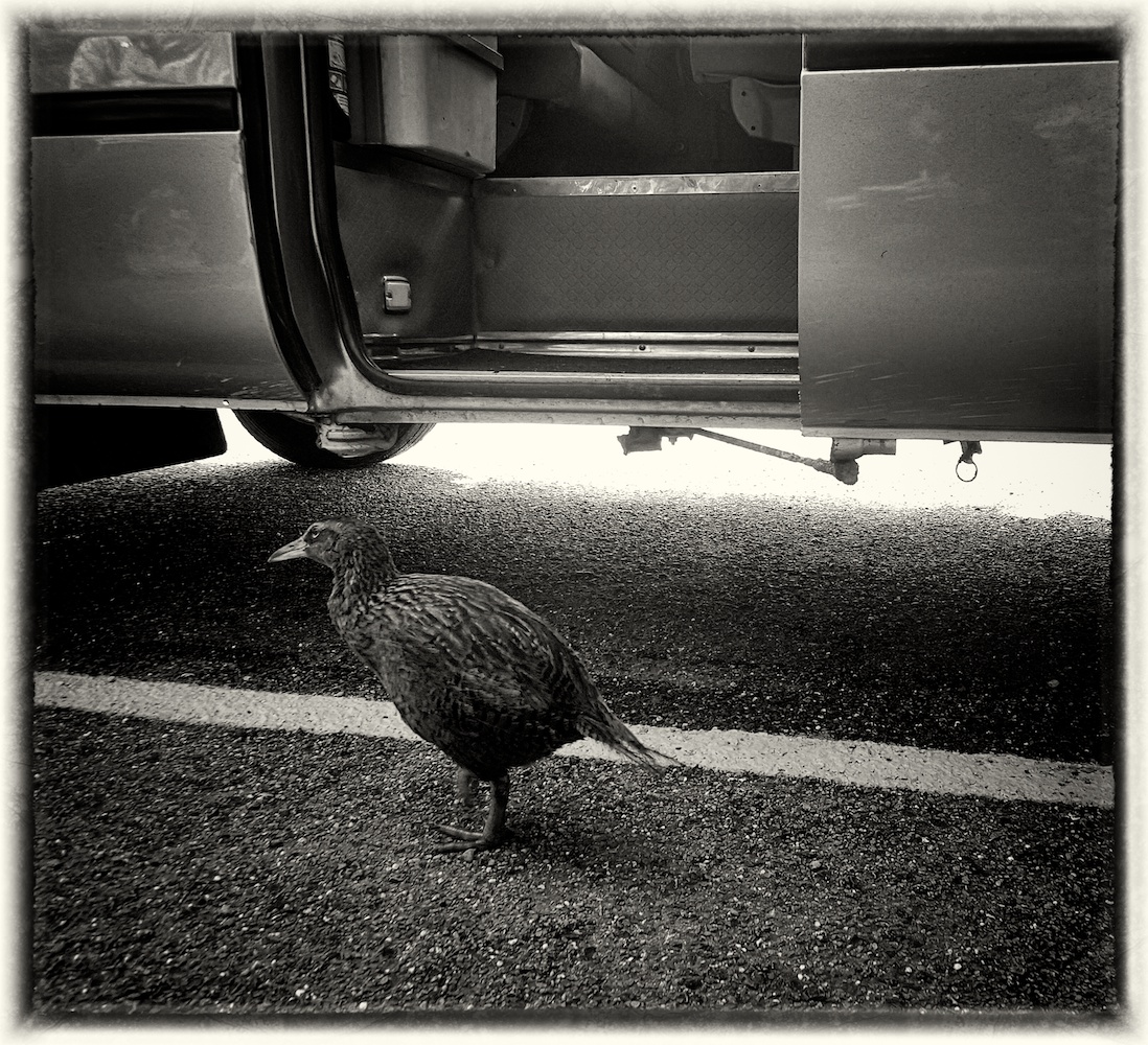 Weka flightless bird considers boarding our tour bus